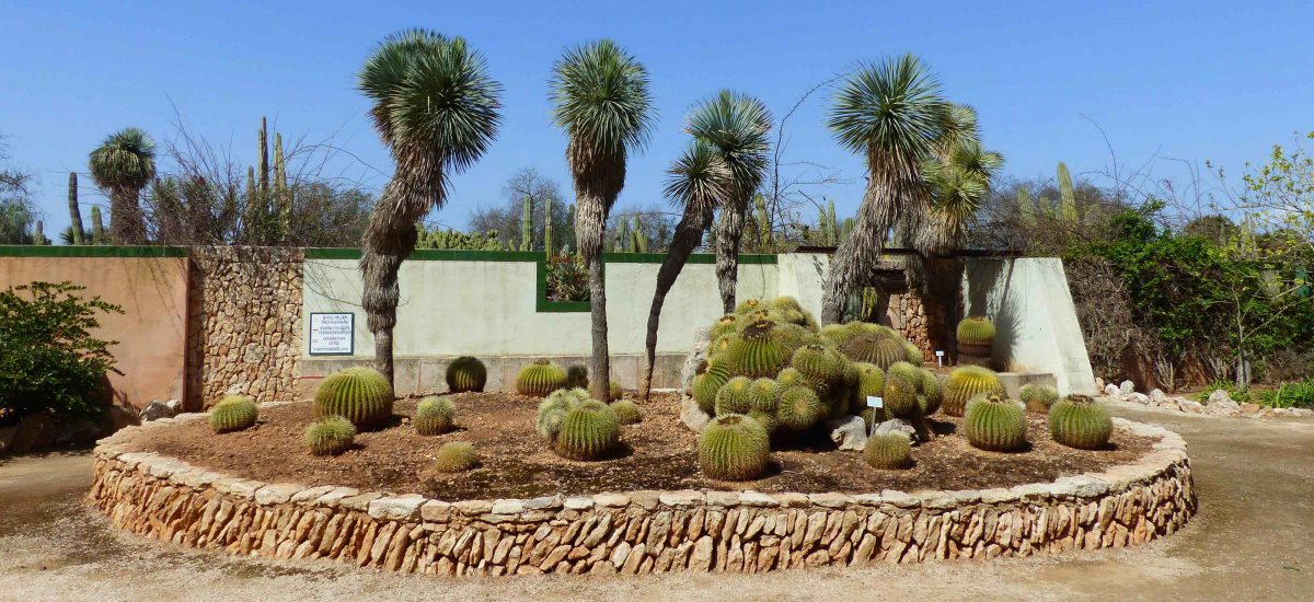 MALLORCA / Botanicactus