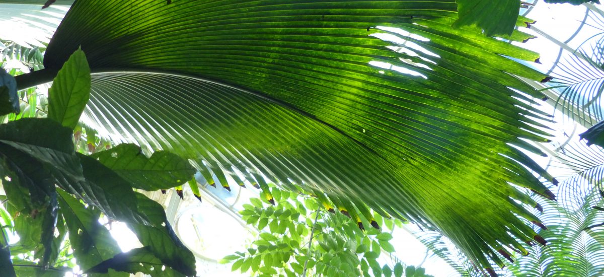 Das Palmenhaus in Schönbrunn