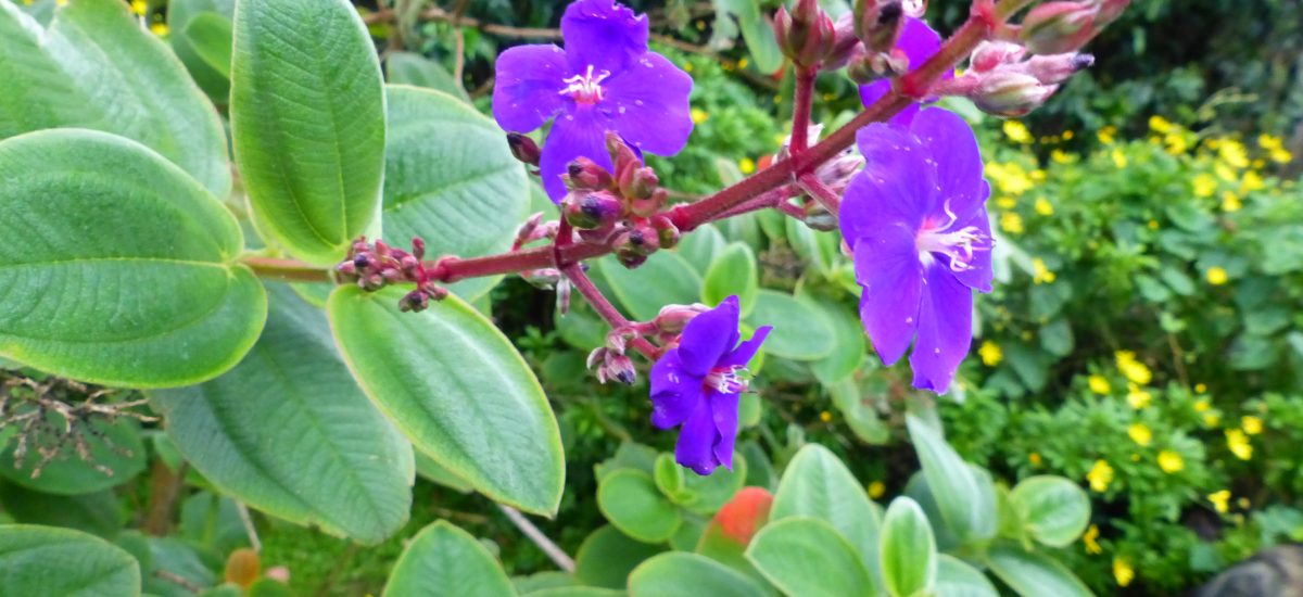 Jose do Canto Botanical Garden