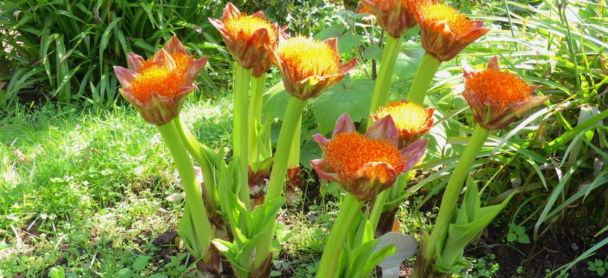 Madeira / Palheiro Garden