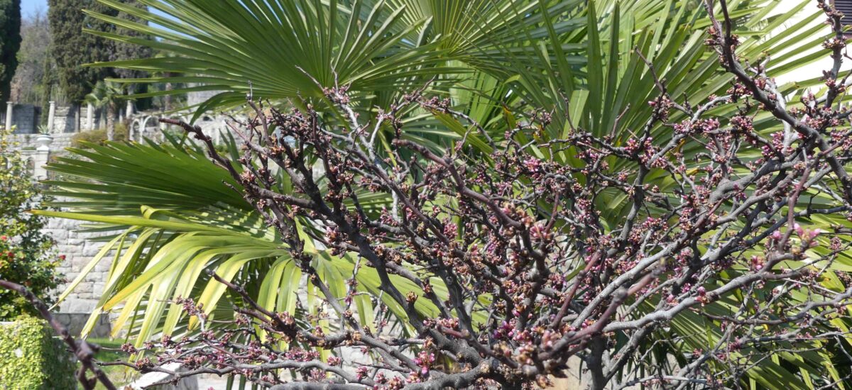 KROATIEN / Der Amerikanische Garten in Opatija