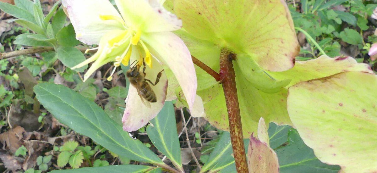 Erste Blüten