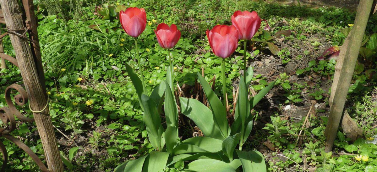 Tulpen im Garten